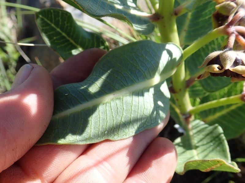 Pachycarpus concolor, photographed by Jimmy Whatmore