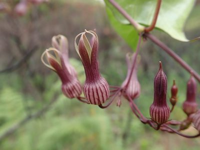 Riocreuxia picta, photographed by Jimmy Whatmore