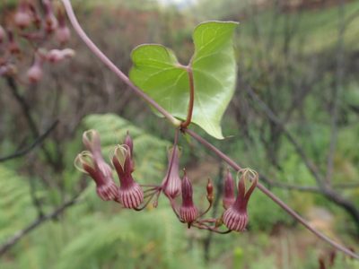 Riocreuxia picta, photographed by Jimmy Whatmore