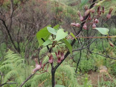 Riocreuxia picta, photographed by Jimmy Whatmore