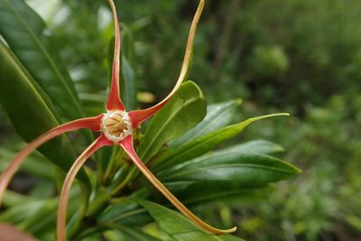 Strophanthus speciosus, photographed by Jimmy Whatmore