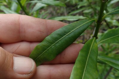 Strophanthus speciosus, photographed by Jimmy Whatmore