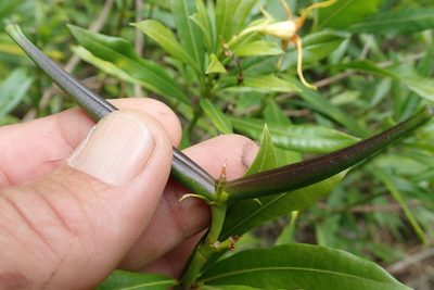 Strophanthus speciosus, photographed by Jimmy Whatmore