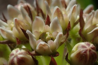 Xysmalobium acerateoides, photographed by Jimmy Whatmore