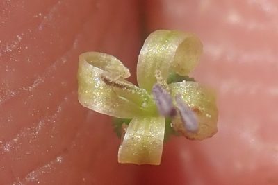 Galopina circaeoides, photographed by Jimmy Whatmore