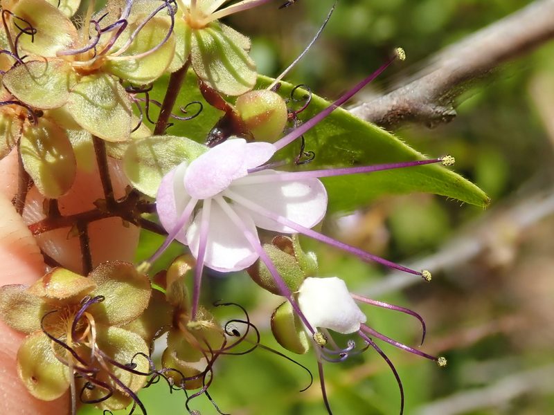 Hirtella gracilipes, photographed by Tsssss