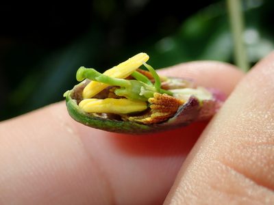 Passiflora cerradensis, photographed by Tsssss