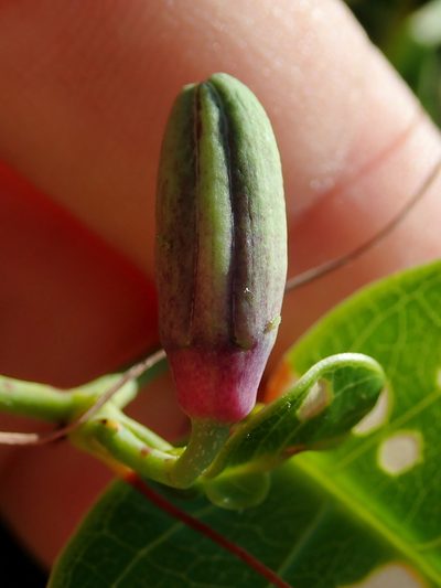 Passiflora cerradensis, photographed by Tsssss