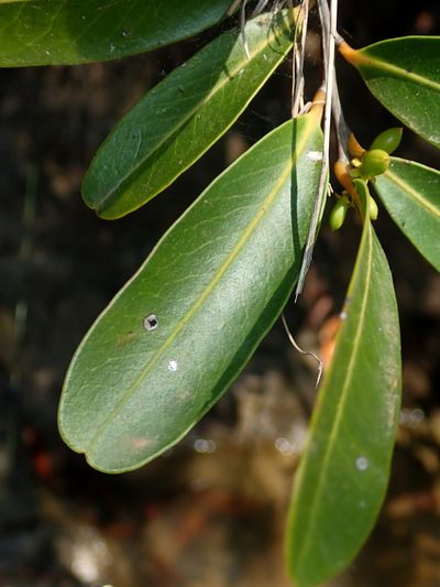 Maytenus chapadensis, photographed by Tsssss