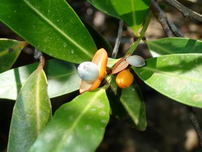 Maytenus chapadensis, photographed by Tsssss