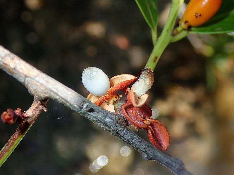 Maytenus chapadensis, photographed by Tsssss
