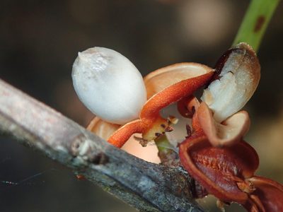 Maytenus chapadensis, photographed by Tsssss