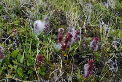 Salix arctophila, photographed by Annie Evankow