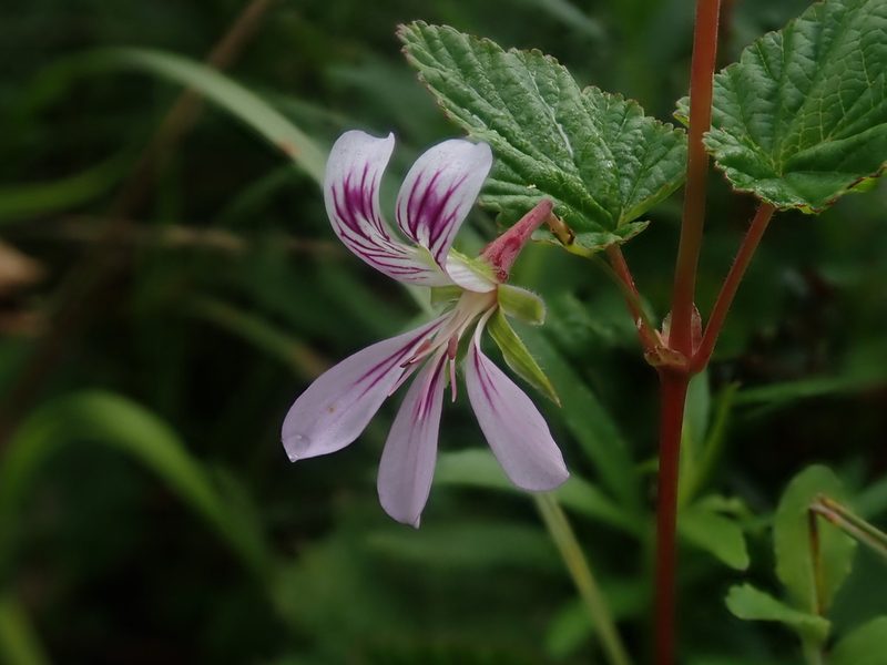 Pelargonium dispar, photographed by Jimmy Whatmore