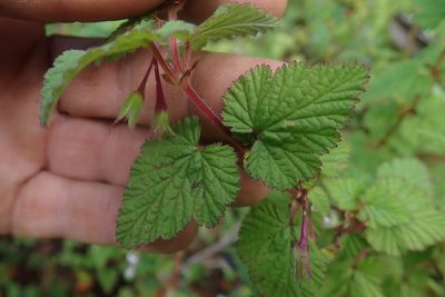 Pelargonium dispar, photographed by Jimmy Whatmore