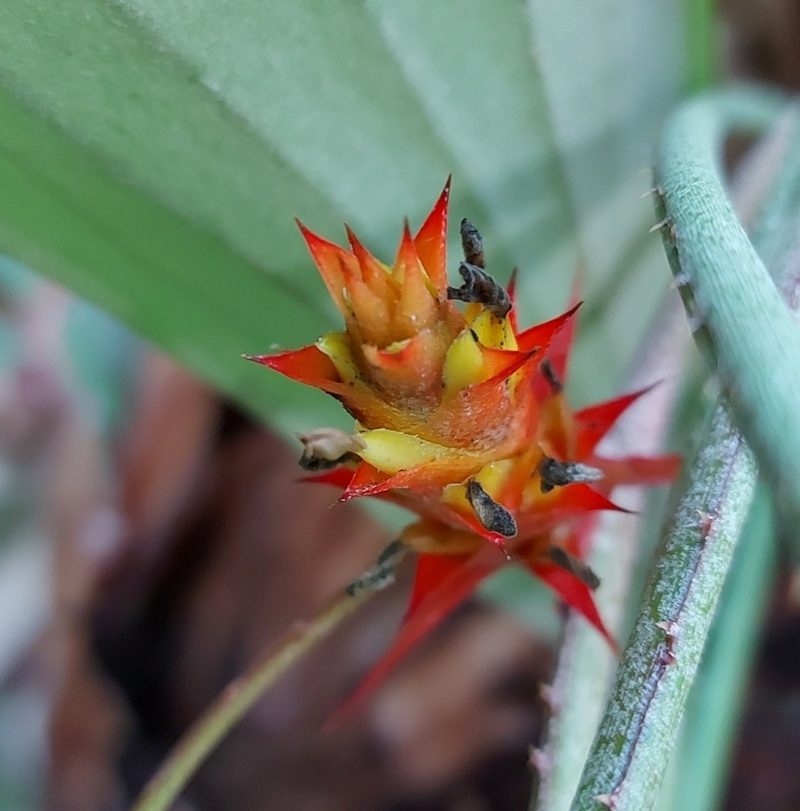 Acanthostachys strobilacea, photographed by Filipi Miranda Soares