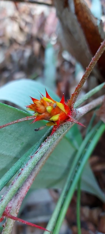 Acanthostachys strobilacea, photographed by Filipi Miranda Soares