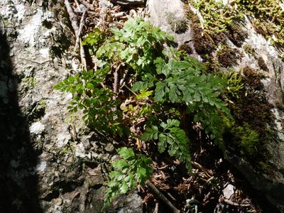 Cystopteris moupinensis, photographed by Jacy Chen