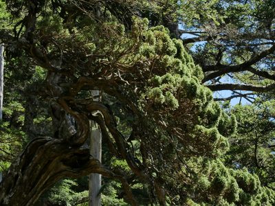 Juniperus squamata, photographed by Jacy Chen