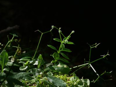 Galium echinocarpum, photographed by Jacy Chen