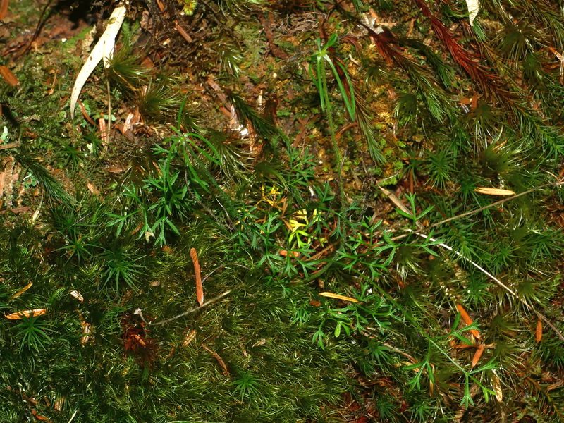 Chaerophyllum involucratum, photographed by Jacy Chen