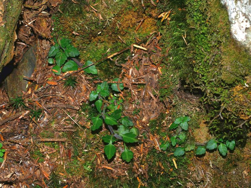 Veronica oligosperma, photographed by Jacy Chen