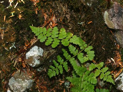 Dryopteris serratodentata, photographed by Jacy Chen