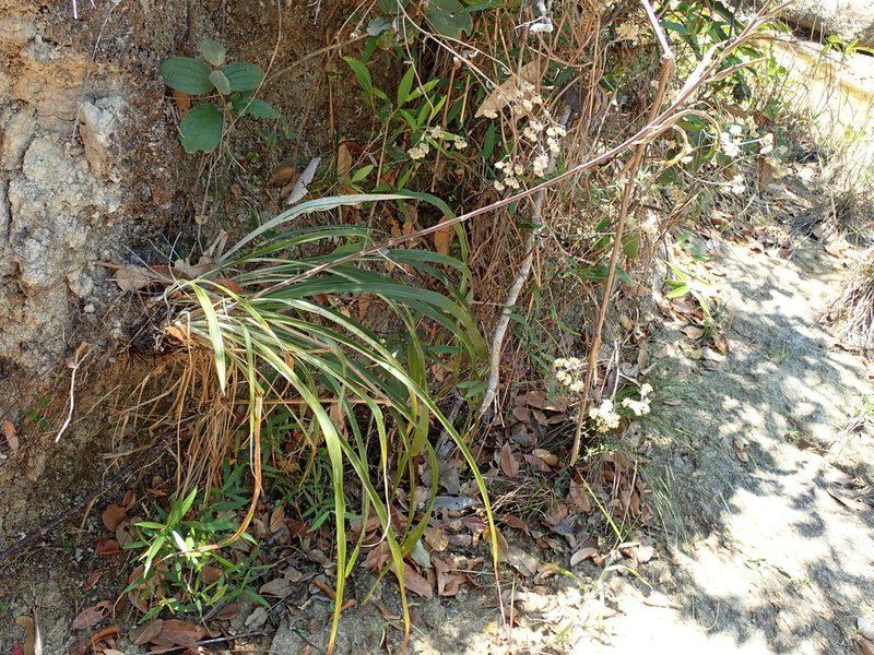 Pitcairnia lanuginosa, photographed by Tsssss