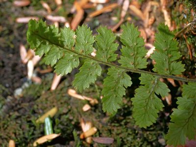 Dryopteris serratodentata, photographed by Jacy Chen