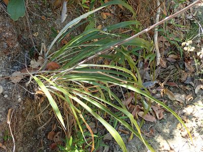 Pitcairnia lanuginosa, photographed by Tsssss