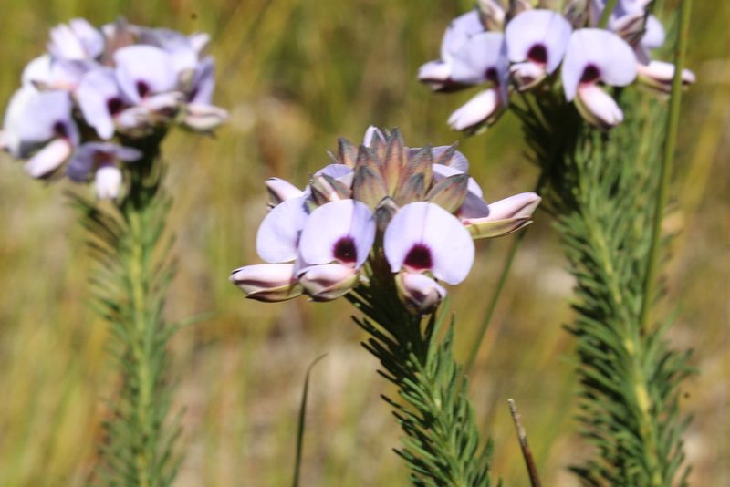 Gompholobium confertum, photographed by Em Lamond