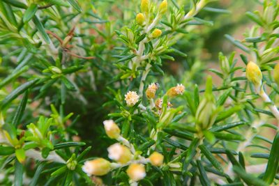 Ozothamnus turbinatus, photographed by Kiri Bee