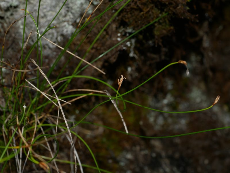 Trichophorum subcapitatum, photographed by Jacy Chen