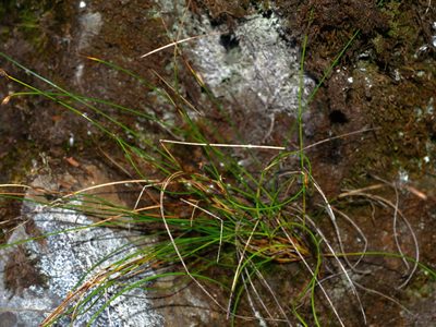 Trichophorum subcapitatum, photographed by Jacy Chen