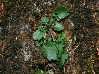 Myriactis humilis, photographed by Jacy Chen