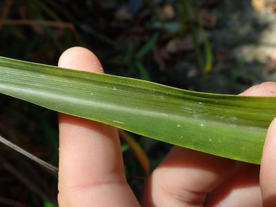 Pitcairnia lanuginosa, photographed by Tsssss