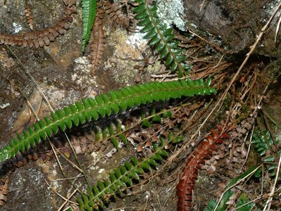 Polystichum levingei, photographed by Jacy Chen