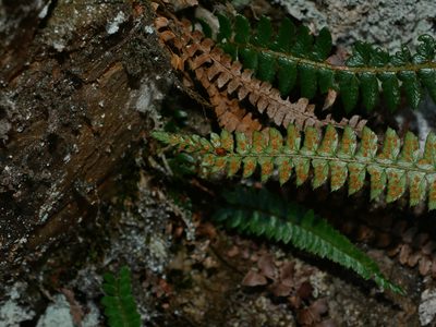 Polystichum levingei, photographed by Jacy Chen
