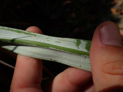 Pitcairnia lanuginosa, photographed by Tsssss