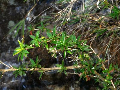 Berberis kawakamii, photographed by Jacy Chen