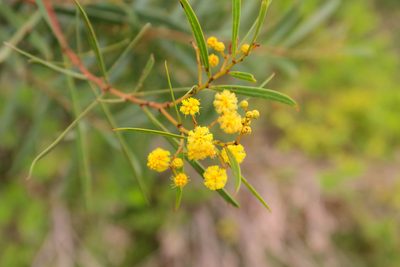 Acacia uncifolia, photographed by Kiri Bee