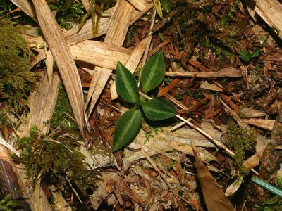 Goodyera nankoensis, photographed by Jacy Chen
