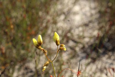 Drosera sulphurea, photographed by Em Lamond