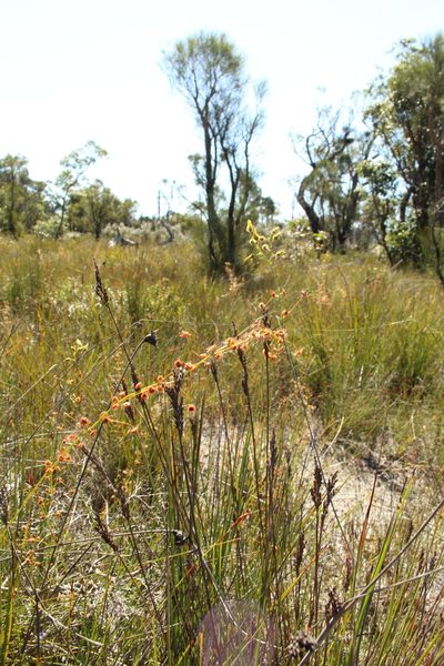 Drosera sulphurea, photographed by Em Lamond