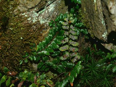 Polystichum atkinsonii, photographed by Jacy Chen