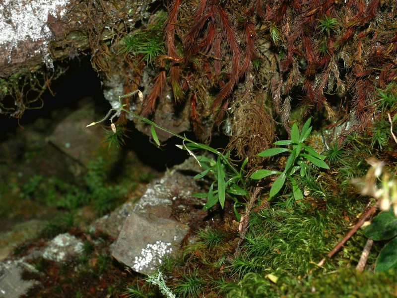 Cerastium subpilosum, photographed by Jacy Chen