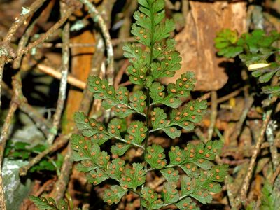 Cystopteris moupinensis, photographed by Jacy Chen