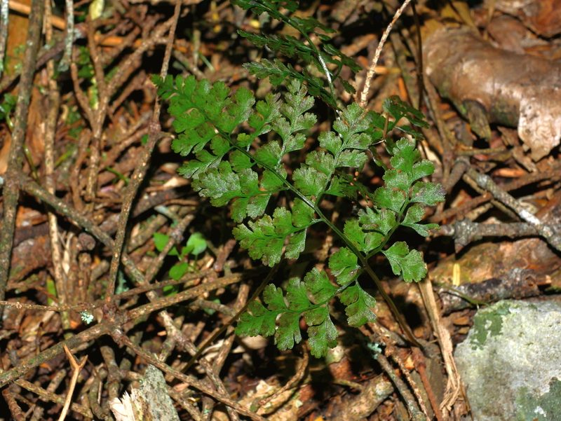 Cystopteris moupinensis, photographed by Jacy Chen