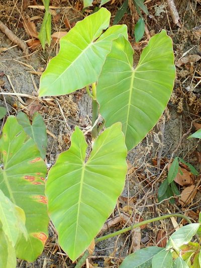 Philodendron wullschlaegelii, photographed by Tsssss