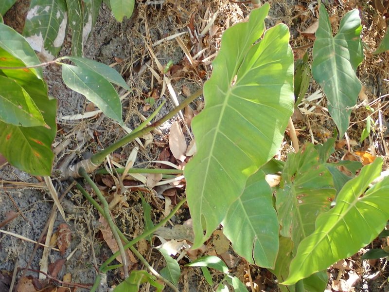 Philodendron wullschlaegelii, photographed by Tsssss